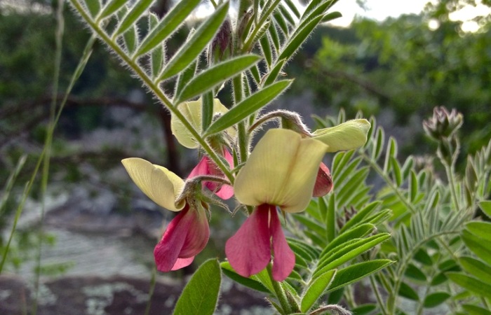 Devil's Shoestring Flower